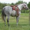 Lobo at the ranch - fall of 2009