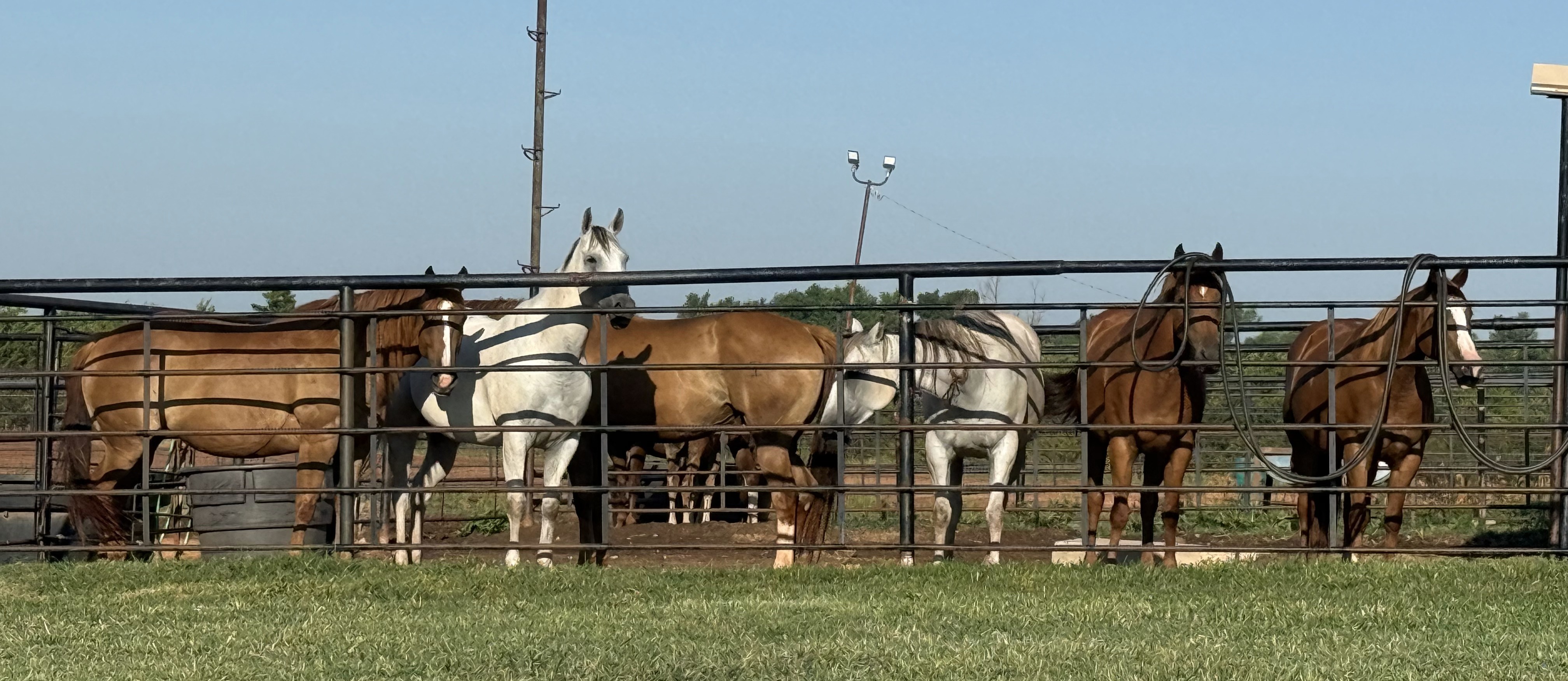 Noble Ranch horses at the pen fence, Stillwater Oklahoma