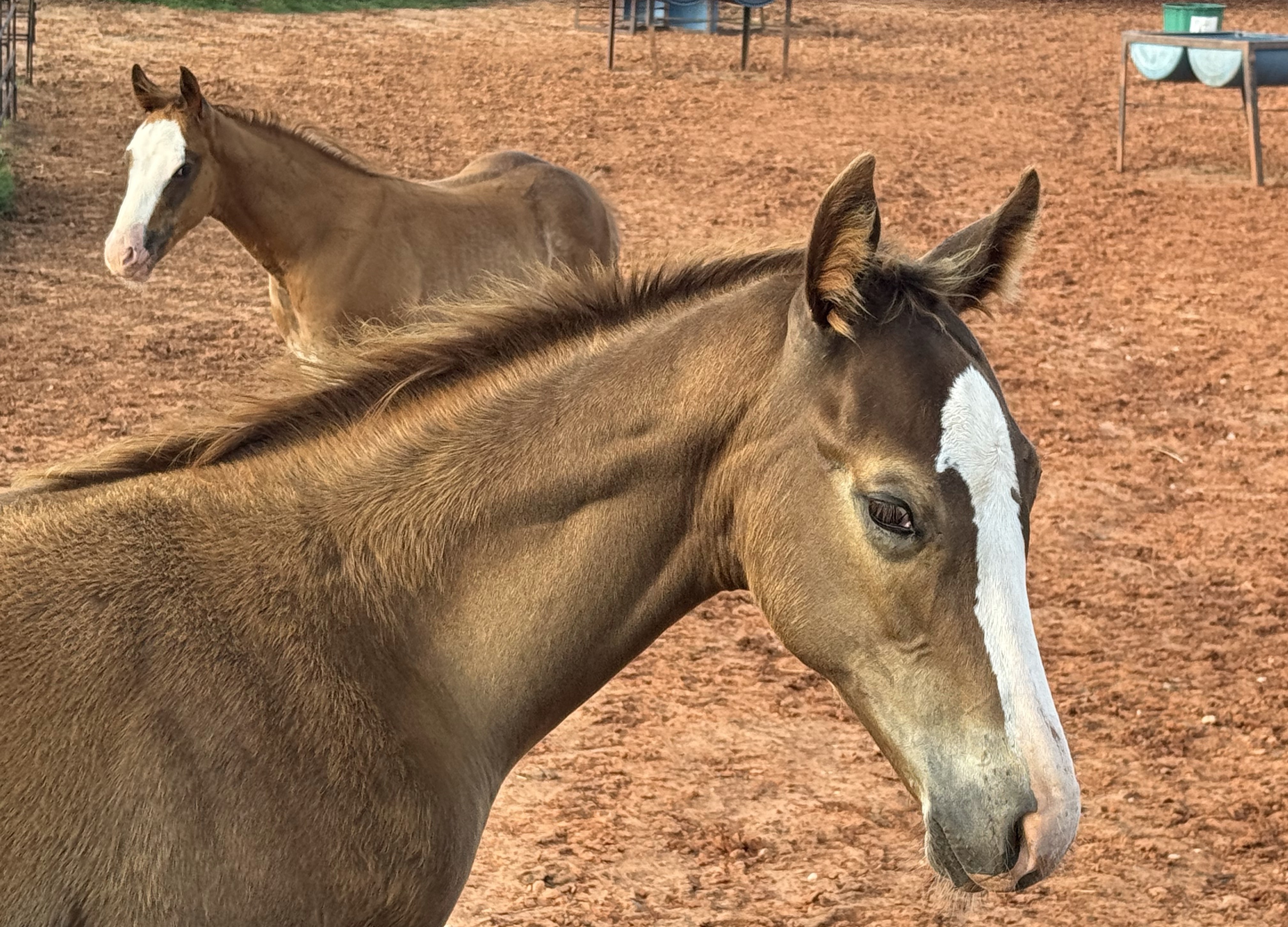 Two Noble Ranch Quarter Horse foals at pasture, Stillwater Oklahoma