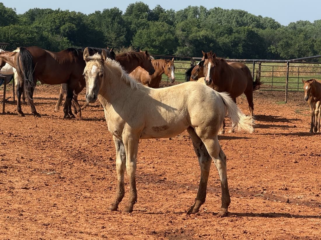 Noble Ranch foal H064 -- Majestico × Cn Shining Lil Marg