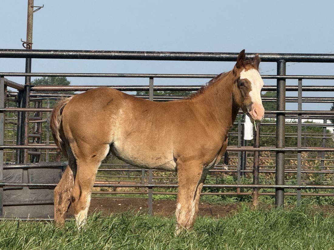 Noble Ranch foal H065 -- Stylin With Pepto × LKN Strippers Girl