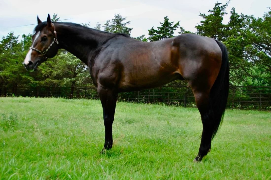 Timer, LKN Rollin Warrior, at Noble Ranch