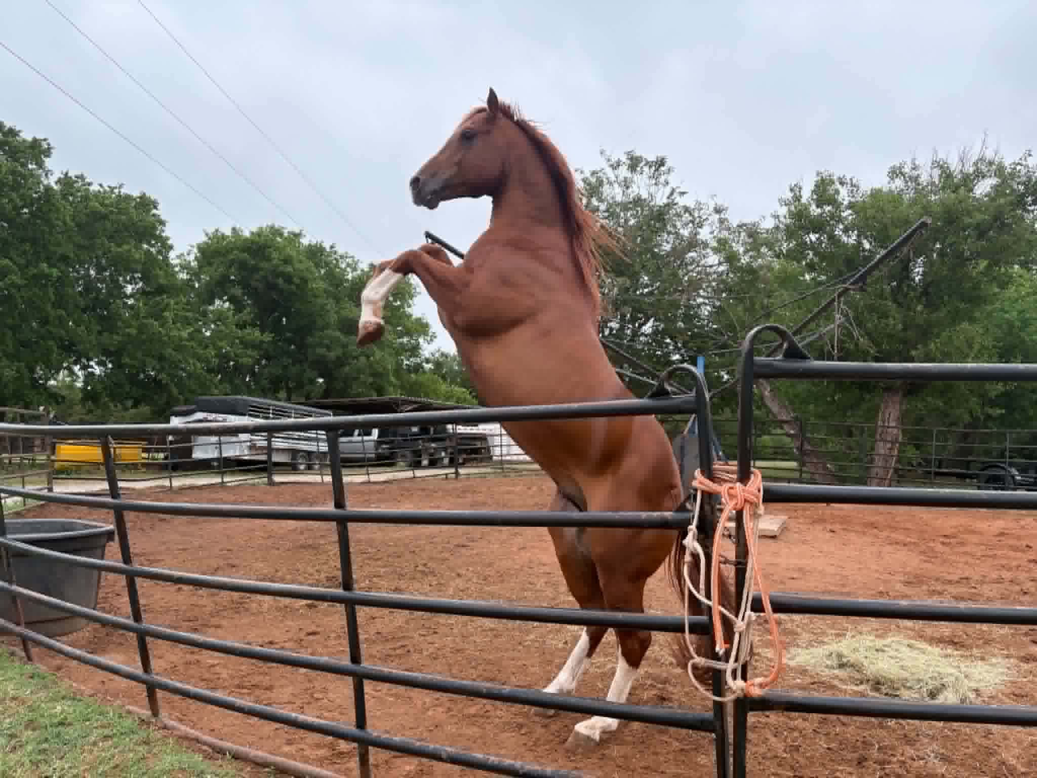 CN Out Shine Winner rearing at the gate, Noble Ranch Quarter Horse stallions, Stillwater Oklahoma